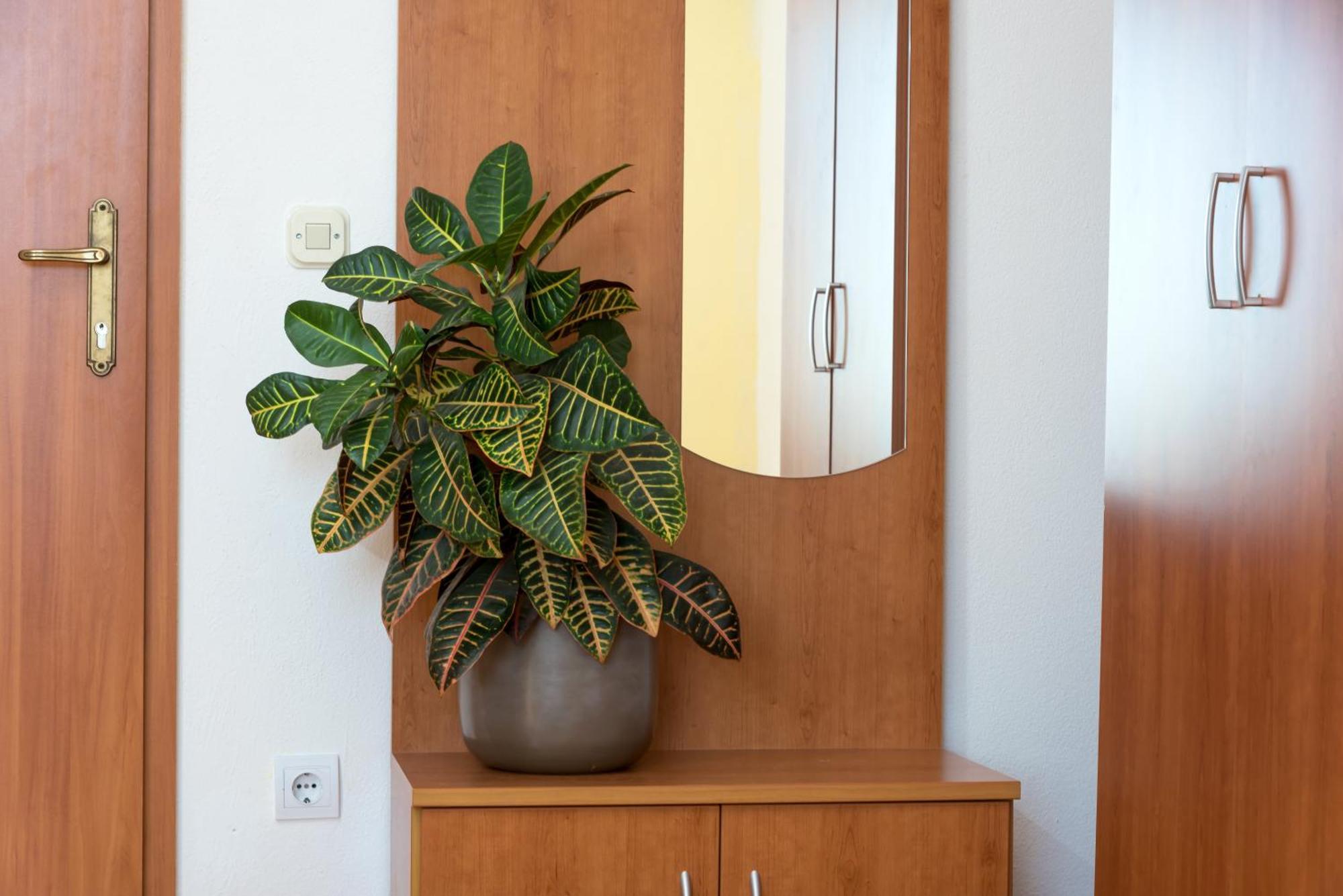 Apartments Vila Adrijana & Fitness Studio Wolf Bv 바스카보다 외부 사진